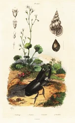 Coleottero rinoceronte, lumaca e sassifraga