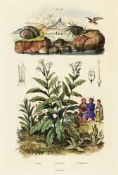 Lumache di mare e pianta di tabacco, 1834-1839 (incisione)