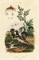 Pittima sudamericana e rabarbaro cinese
