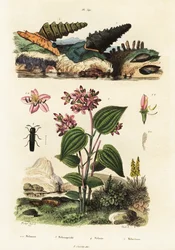 Lumache trombetta, coleotteri soldato e Clidemia, 1834-1839 (incisione)