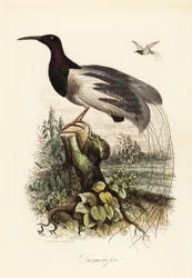 Uccello del paradiso a dodici fili, Seleucidis melanoleucus