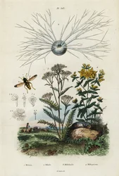 Achillea, iperico, foraminiferi e sirfidi, 1834-1839 (incisione)