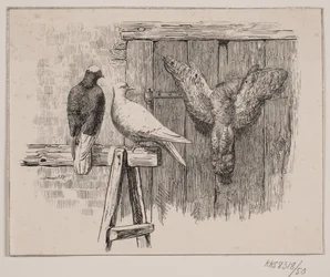 Le colombe