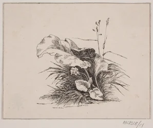 La viola