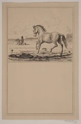 Il cavallo nell