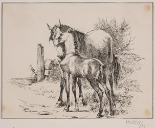 Il cavallo e il puledro
