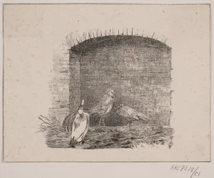 Galline e anatre