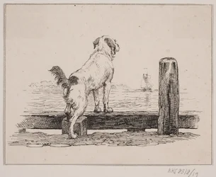 Cane sulla spiaggia