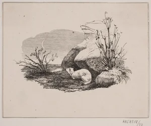 Il gatto domestico