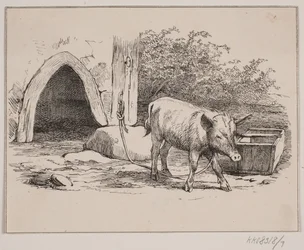 Il maiale incatenato