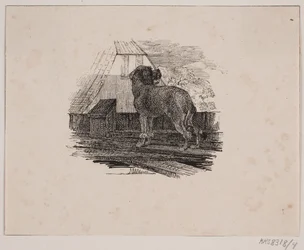 Il barboncino
