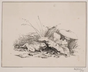 Il rospo