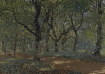 Dentro la foresta