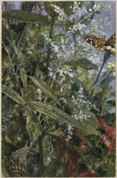 Fiori con una farfalla e una lumaca. Dall