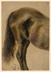 Posteriore di un cavallo di profilo
