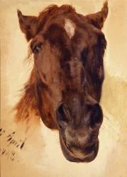 Testa di cavallo