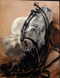 Studio su un cavallo. Testa reclinata, con la briglia