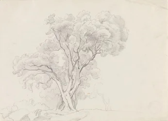 Alberi decidui