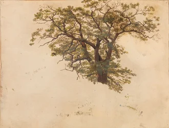 Studio di una quercia