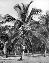 Raccolta di noci di cocco, Giamaica