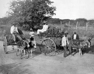 Carri di legno, Giamaica, c1905