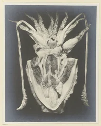 Anatomia di una seppia