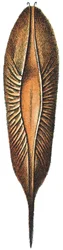 Custodia per uova di Chimaera