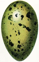 Uovo di strolaga maggiore, 1923