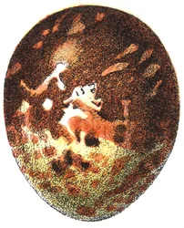 Uovo di falco pecchiaiolo (Pernis apivorus), 1923