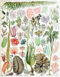 Illustrazione di alghe e alghe marine, ca. 1923