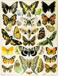 Illustrazione di farfalle e falene c.1923