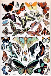 Illustrazione di farfalle e falene c.1923