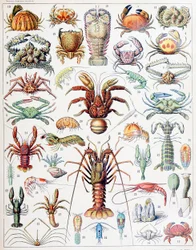 Illustrazione di crostacei c.1923