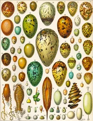 Illustrazione di uova c.1923