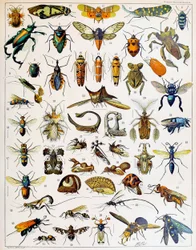 Illustrazione di insetti c.1923