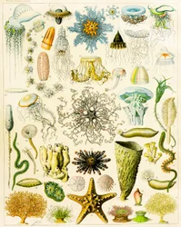 Illustrazione di organismi marini c.1923