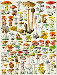 Illustrazione di funghi c.1923