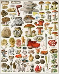 Illustrazione di funghi c.1923
