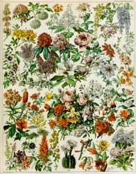 Illustrazione di piante da fiore c.1923