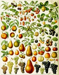 Illustrazione di frutta c.1923