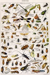 Illustrazione di insetti utili e parassiti degli insetti c.1923 (litografia)