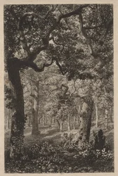 Nel bosco