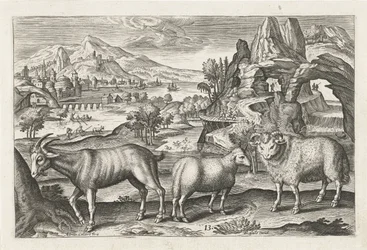 Bok en schapen