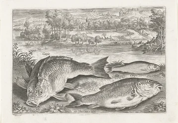 Tre carpe su una riva (Pesci) (Piscivm vivae icones)