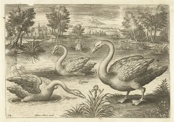 Tre cigni in uno stagno (Vogels, Avivm vivae)