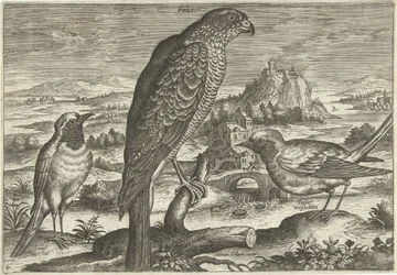 Alcuni uccelli in un paesaggio