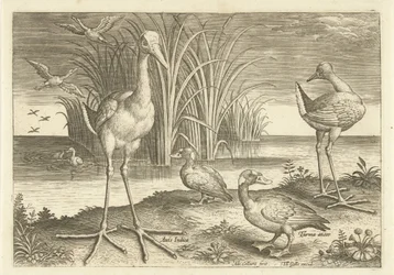Alcuni uccelli acquatici sulla riva (serie: Uccelli)