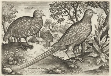 Faraona e fagiano