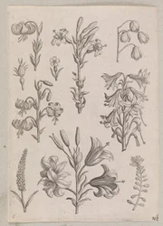 Gigli