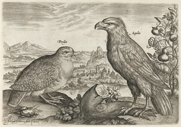 Pernice e aquila